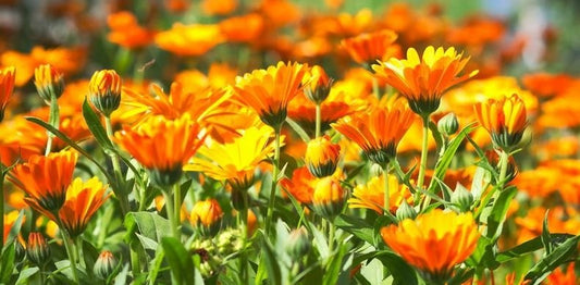 Calendula Flowers