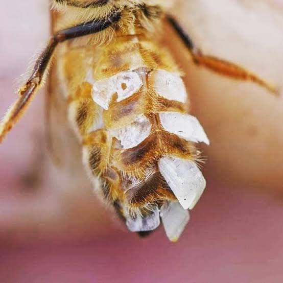 How do Honeybees make Beeswax?