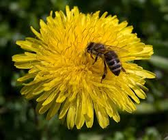 Let Dandelions Grow! Bees Need Them!